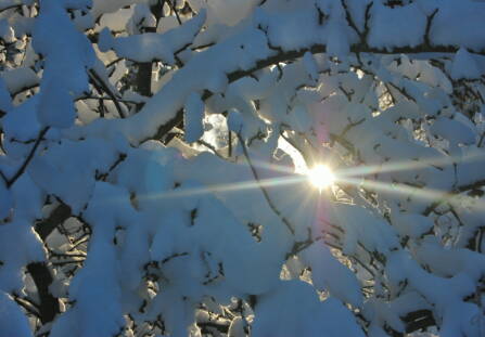 Aurinko pilkistää lumisten oksien välistä.