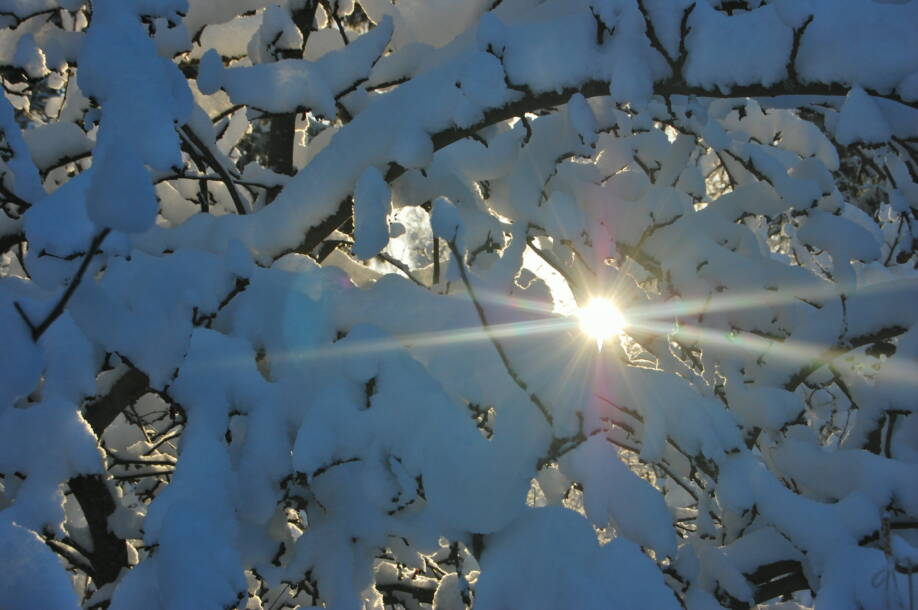 Aurinko pilkistää lumisten oksien välistä.