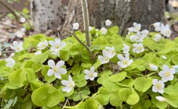 Valkoisia kukkia metsässä.