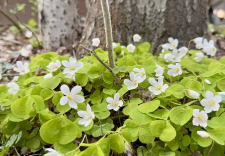 Valkoisia kukkia metsässä.