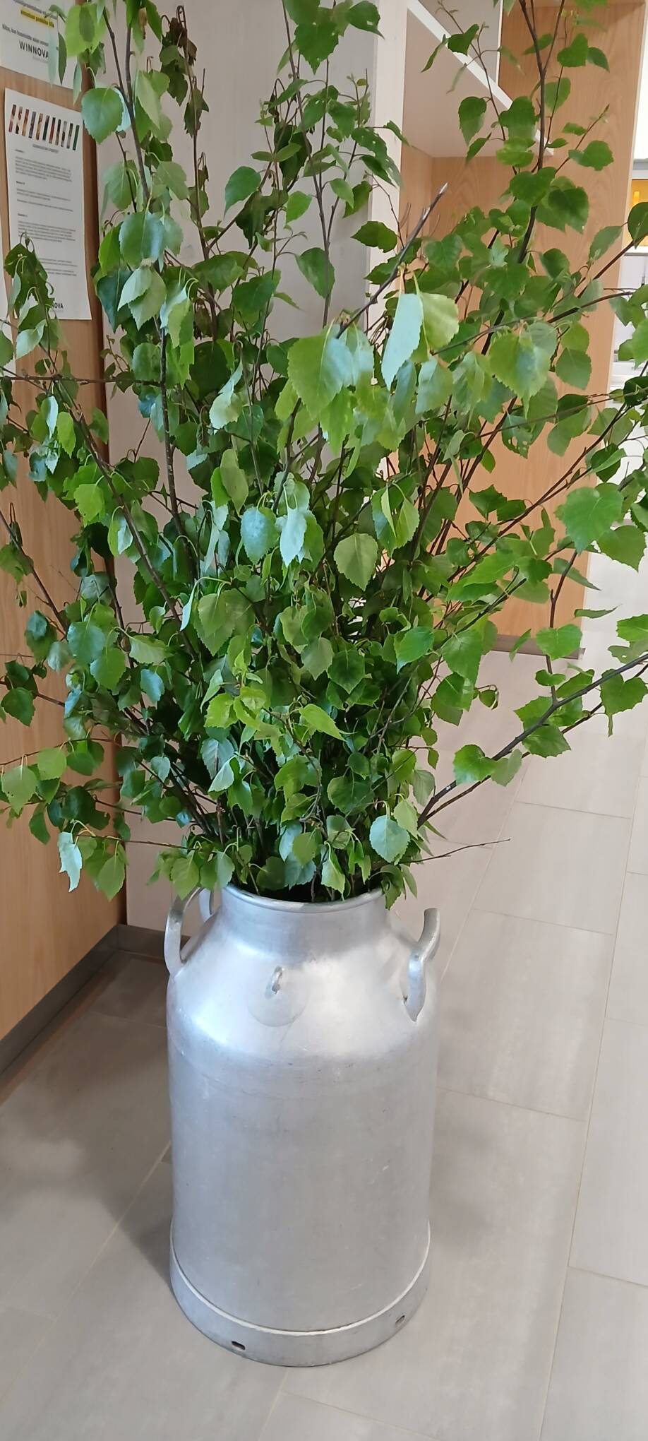 Kullaalla koivun oksia maitotonkassa.