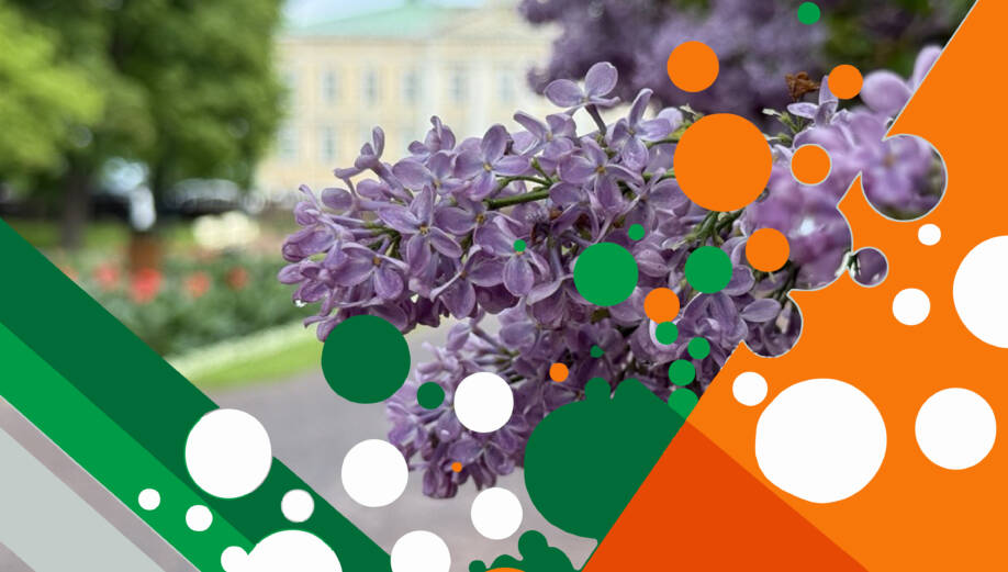 Lähikuvassa syreeninkukka, taustalla Raatihuoneen puisto.